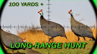 LongRange Airgun  FX Crown MK2  Furiosa  21gr Slugs  Guineafowl  Airgun Pest Control [upl. by Auerbach539]