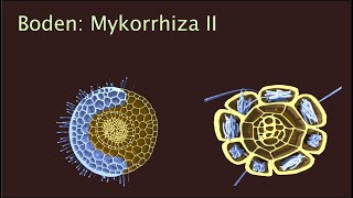 Mykorriza II  Erkennung und Nährstofftransfer [upl. by Asselem]