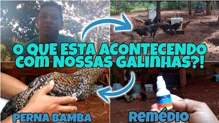 Galinha com perna BambaRemédio e Dicas valiosas [upl. by Cully718]