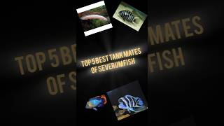 Top 5 Tank mates of Severum Fishaquarium shorts fishtank viralvideo [upl. by Ury]