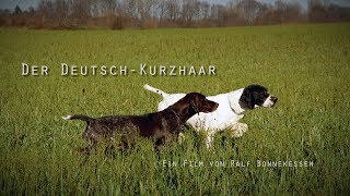 Der Deutsch Kurzhaar [upl. by Brigg]