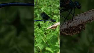 Calopteryx splendens  Banded demoiselle  Caloptéryx éclatant [upl. by Madancy]