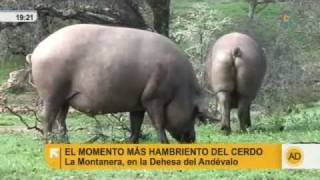 Arboreto del Colmenar Cortes de la Frontera Serranía de Ronda Málaga [upl. by Pettiford]