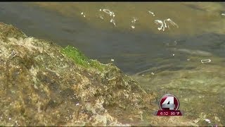 Bluegreen algae is back on Sanibel [upl. by Carothers]