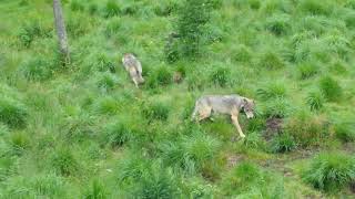 The wolf pack enjoying the mealviral youtubeshorts reels zoo animals wolves shortvideoshorts [upl. by Eeleimaj281]