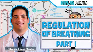 Respiratory  Regulation of Breathing Respiratory Centers Part 1 [upl. by Eahsat865]