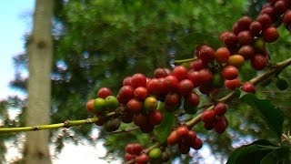 Cómo cultivar café orgánico cultivado Bajo la sombra  TvAgro por Juan Gonzalo Angel [upl. by Law99]