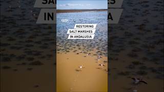 Restoring saltmarshes in Andalusia Spain [upl. by Ronym]