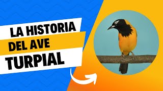 LA HISTORIA DEL AVE TURPIAL ICTERUS ICTERUS  TURPIAL CANTANDO [upl. by Kussell20]