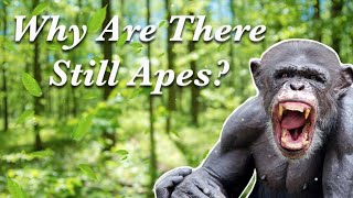 Why Are There Still Apes if We Evolved From Them [upl. by Aramenta]