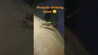 mosquito drinking blood😲  mosquito lamp buying on description mosquito [upl. by Iyre566]