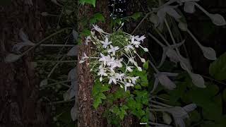 ปีบ กาสะลอง  Indian cork tree [upl. by Hook304]