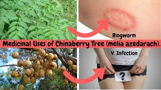 11 Medicinal Uses of Chinaberry Tree melia azedarach [upl. by Jerrylee]