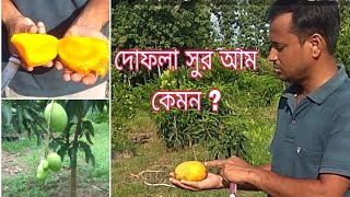 আমার বাগানে সুর আম  Sur Mango [upl. by Bouton]