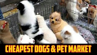 Cheapest Dogs amp Pet Market in Hyderabad [upl. by Japeth862]