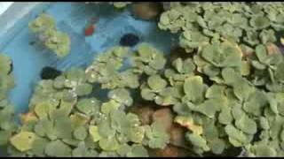 Pond Cleaning Tutorial [upl. by Waylen]