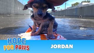 A brave little dog gets rescued from the river His recovery with Hope For Paws will inspire you [upl. by Eceer]