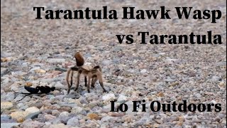 Tarantula Hawk Wasp  Pepsis  vs Tarantula [upl. by Onitnelav780]