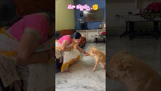 కుక్కలకు ఉన్న విశ్వాసం మనుషులకి ఉండదు doglover dogshorts dogshorts doglife trendingshorts [upl. by Clauddetta]