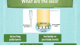 A level S6 Biosensors Ms Cooper [upl. by Sheelah]