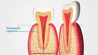 Tooth Anatomy [upl. by Meurer]