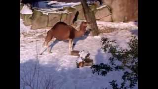 Dromedary Camel In The Snow  Zoo Antwerp [upl. by Elag]