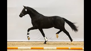 KWPN Hengstenkeuring 2023 RENOIR by Le Formidable [upl. by Suu]