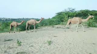 camels enjoying [upl. by Carma]