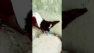 Fancy pigeons breeding pearslove 1000subscriber 10millionview trending viralshort [upl. by Gabbert]