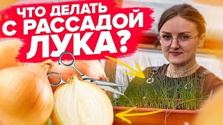 РАССАДА ЛУКА ВЫРОСЛА Что делать дальше Эксибишн из семян [upl. by Ydurt]