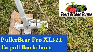 Pullerbear Pro XL321 to get rid of Buckthorn Trees [upl. by Rodd]