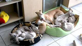 Whippet Idylle [upl. by Alby]