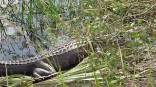 Florida Everglades Animals and Wildlife the Anhinga Trail [upl. by Britney]