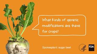 Agricultural Biotechnology What Kinds of Genetic Modifications Are There For Crops [upl. by Tirzah856]