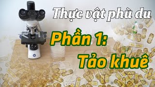 Phần 1 Tảo Khuê BACILLARIOPHYTA qua lăng kính hiển vi  Bình Minh Capital  1900 866 636 [upl. by Domonic]