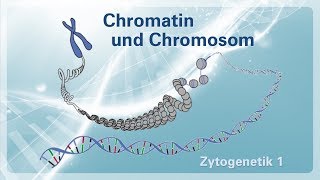 Zytogenetik 01 – Chromatin und Chromosom [upl. by Garcia]