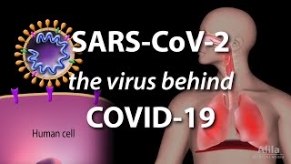 Understanding the Virus that Causes COVID19 Animation [upl. by Sulecram799]