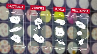 What Are Microbes  RMIT University [upl. by Onirefes]