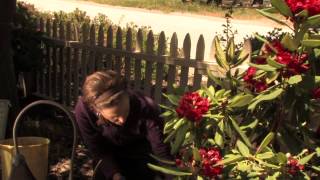 How to Mulch Rhododendrons  More Gardening Advice [upl. by Stockton457]