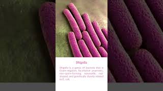 What is Shigella Bacteria [upl. by Enibas]