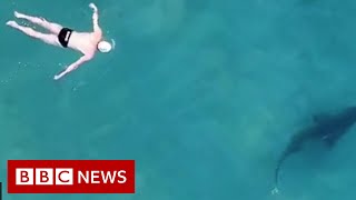 Filming friendly shark encounters from above  BBC News [upl. by Ehcsrop309]