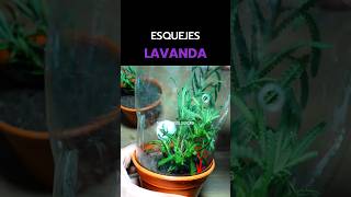 Esquejes de LAVANDA [upl. by Nettle]