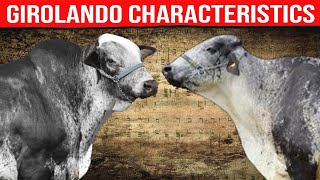 🔴  DAIRY COWS  GIROLANDO CATTLE Characteristics ✅ Biggest Bulls And Cow [upl. by Einram]