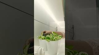 planting golden pothos🌿🌱 money plant ❇️plants plant plantslover plantingtips [upl. by Frederica]