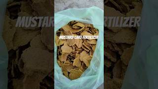 Chemical free fertilizer 🤩🤩 mustardcake fertilizer chemicalfree youtubeshorts youtubestudio [upl. by Yelrihs]