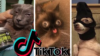 Funniest TikTok Dogs and Cats 52  Try Not to Laugh with TikTok Animals 2020  OnPets Sparkle [upl. by Kristan]