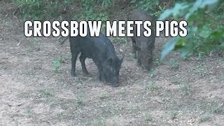 Texas Crossbow Hog Hunting [upl. by Colombi806]