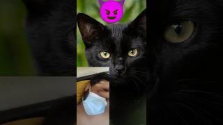 😈 black panther 🐈‍⬛ 😱😈short shorts black panther cat pets pet ytshorts youtubeshorts top [upl. by Riker]