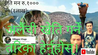 अलैंची खेति गर्ने तरिका।।farming Ideas for CardamomVillagesVlogRajenrai [upl. by Filiano]