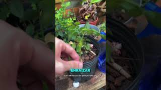 ¡Acabo de probar hormona enraizante casera en plantas shorts enraizantecasero [upl. by Annaerb]